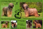 Briard - plav tata