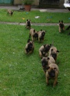 BELGICK OVK MALINOIS - TATA S PP