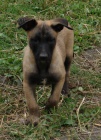 BELGICK OVK MALINOIS - TATA S PP