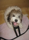 Coton de Tulear