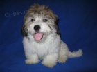 Coton de Tulear