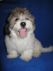 Coton de Tulear