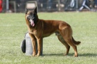 Nabdka tat Belgick ovk Malinois