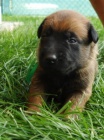 Nabdka tat Belgick ovk Malinois