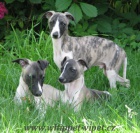 vipet , whippet, mal anglick chrt