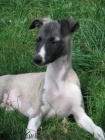 vipet , whippet, mal anglick chrt