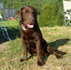 nabdka kryt - okoldov Labradorsk retriever  s PP