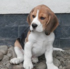 tata beagle s PP