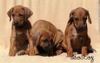 Rhodesian ridgeback