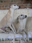 Vipet - whippet - mal anglick chrt