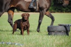 okoldov labradorsk retriever ke kryt-