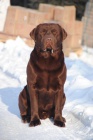 okoldov labradorsk retriever ke kryt-