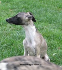 vipet , whippet, mal anglick chrt