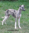 vipet , whippet, mal anglick chrt