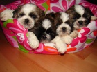 shih tzu tn