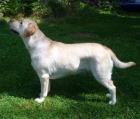 tata labrador retrievera s PP