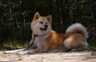 tata Akita inu