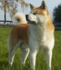 tata Akita inu