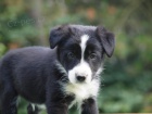 Border collie ttka s PP