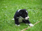 Border collie ttka s PP