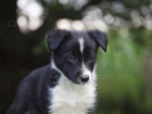 Border collie ttka s PP