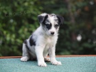 Border collie ttka s PP