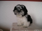 Prodm Shih-tzu