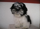 Prodm Shih-tzu