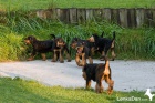 Erdelterir- Airedale terrier,tata