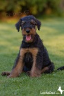 Erdelterier ,Airedale terrier,tata