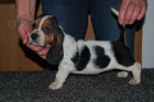 Basset hound