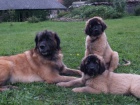 Leonberger - fenka Akilah Leon Czech Canada