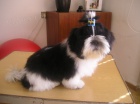 Prodm Shih-tzu