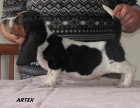 bassethound