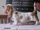 bassethound