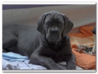 Cane Corso s PP