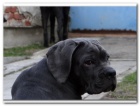 Cane Corso s PP