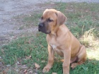 Cane Corso bez PP