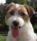 Jack Russell Terir s PP ke kryt