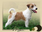 Jack Russell Terir s PP ke kryt