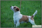 Jack Russell Terir s PP ke kryt