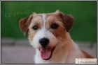 Jack Russell Terir s PP ke kryt