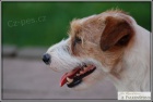 Jack Russell Terir s PP ke kryt