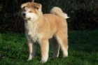  Akita inu tata FCI po championach 