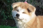  Akita inu tata FCI po championach 