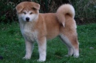  Akita inu tata FCI po championach 