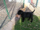 Labradorsk retriever 