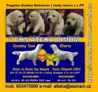 tata Golden Retriever s PP