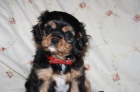 Kavalr King Charles Spaniel s PP