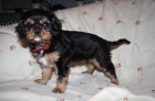 Kavalr King Charles Spaniel s PP